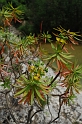 0374 Euphorbia dendroides